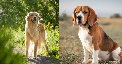Retriever Vs Beagle | Coach Doggo