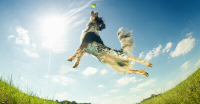 Train & Teach Dog to Jump | Coach Doggo