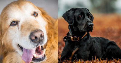 Golden Retriever vs Black Lab | Coach Doggo