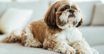 How Much Does a Shih Tzu Cost? | Coach Doggo