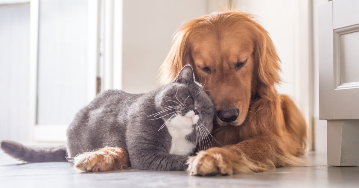 Best Dogs For Cats