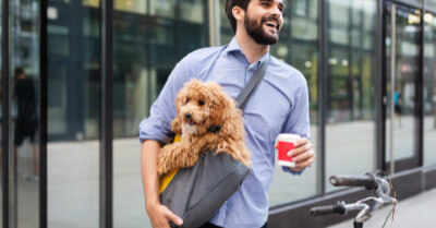 Best Dogs For Busy People | Coach Doggo