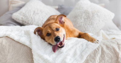 How To Train & Teach Dogs To Go To Bed | Coach Doggo