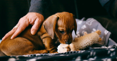 Best Dogs For First Time Owners | Coach Doggo
