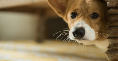 How To Train & Teach Dogs With Anxiety | Coach Doggo