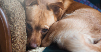 Best Dogs For Anxiety | Coach Doggo