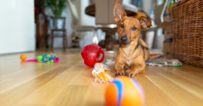 Train & Teach Dog To Clean up Toys | Coach Doggo