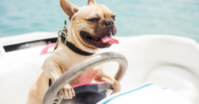Best Dogs For Boats | Coach Doggo