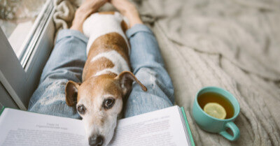 Best Dogs For Cuddling | Coach Doggo