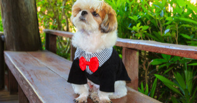 How To Groom a Shih Tzu | Coach Doggo