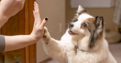 Best Tricks To Teach Your Dog | Coach Doggo