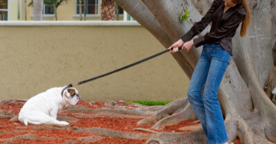 Best Dog Training Leashes | Coach Doggo