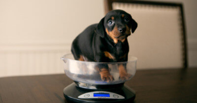 How Much Does a Dog Weigh? (Weight By Breed & Age) | Coach Doggo