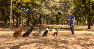 Golden Retriever Vs Border Collie | Coach Doggo