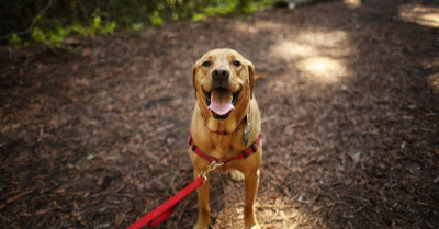 Best Dogs For Hiking & Backpacking | Coach Doggo
