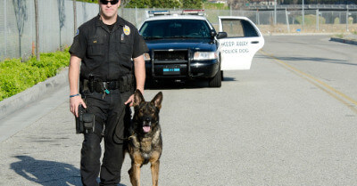 Why Do Police Dogs Retire? | Coach Doggo