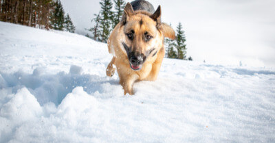 How To Train a Dog To Come | Coach Doggo