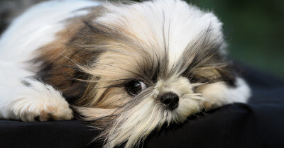How Long Do Shih Tzu's Live? | Coach Doggo