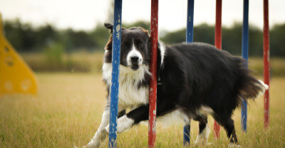 Best Dogs For Agility | Coach Doggo