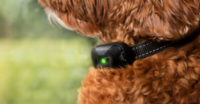 Should You Train Your Dog With A Shock Collar? | Coach Doggo