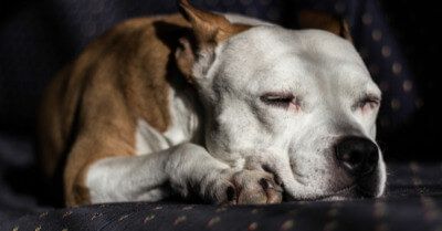 Why Does My Dog Snore? | Coach Doggo