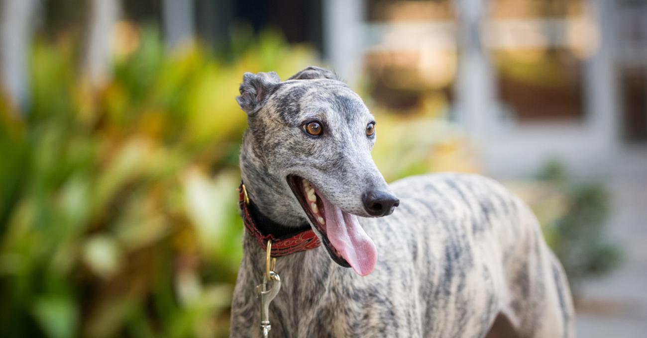 How To Adopt Retired Greyhound Coach Doggo