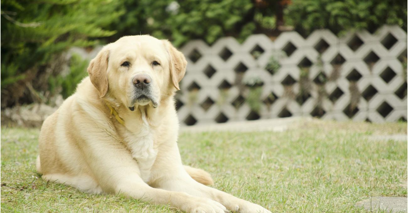 How Long Do Labradors Live? Tips To Prolong Life Coach Doggo