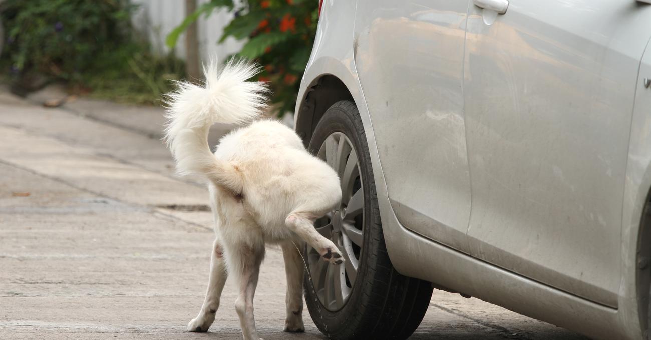 Why Do Dogs Pee On Tires?