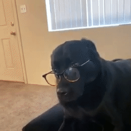 Cute dog with glasses asking a question