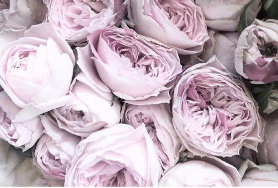 colours of spring - lilac tones