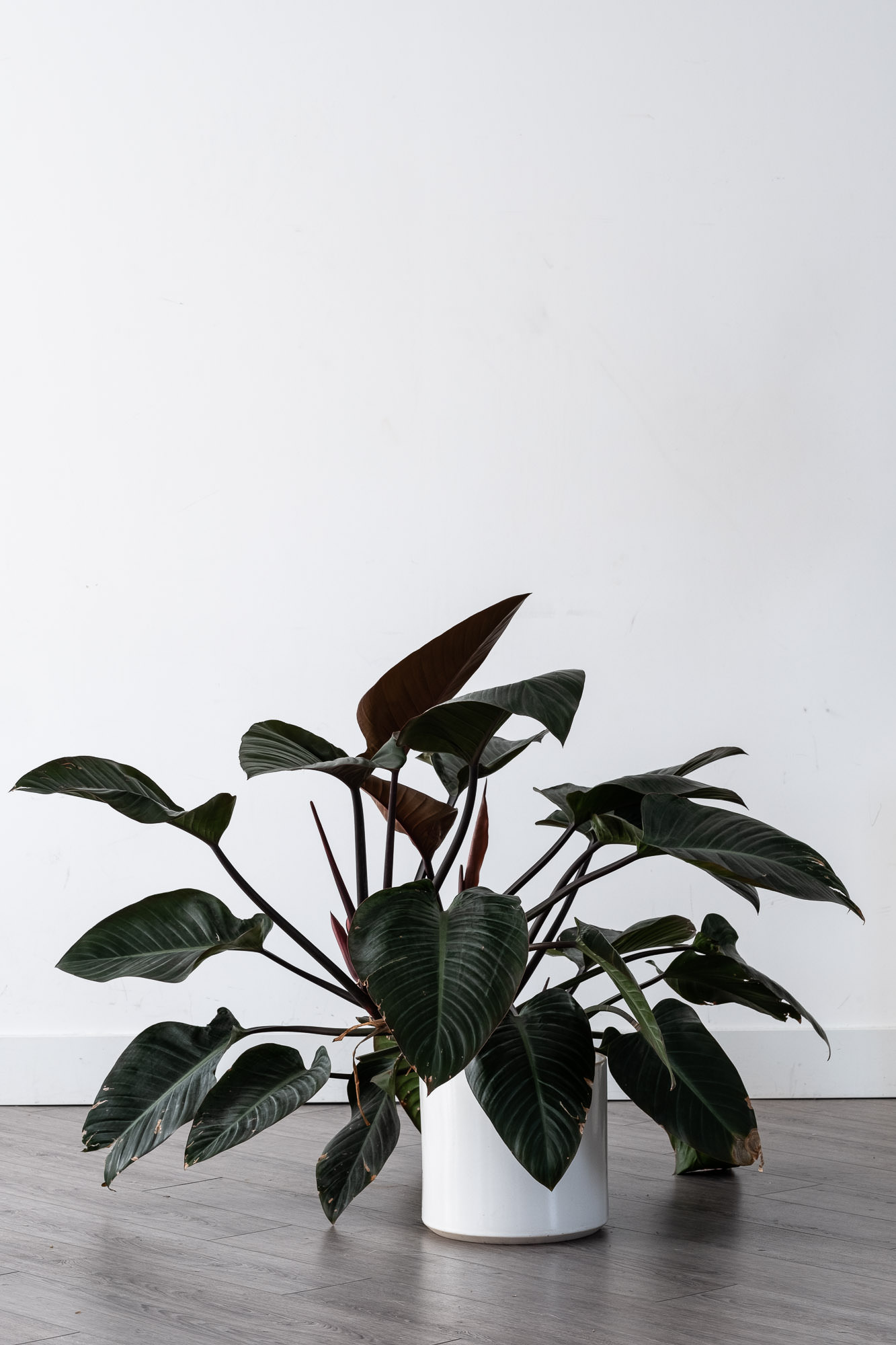 Large Rubber plant