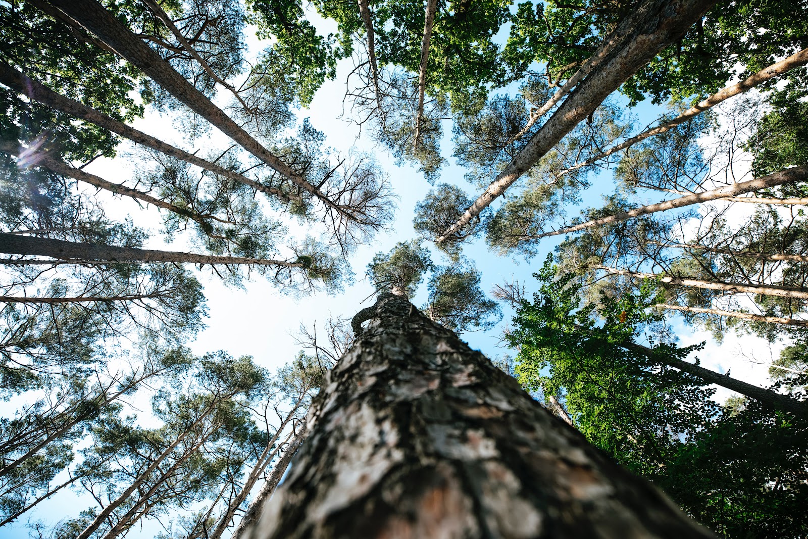 Trees in a forest.