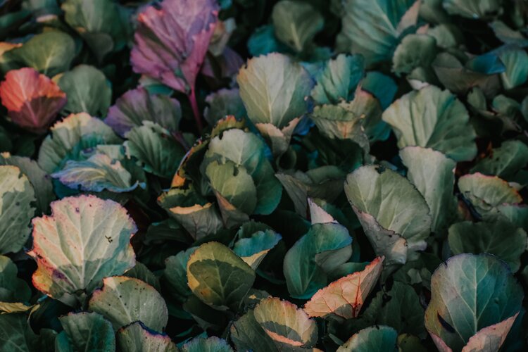 fresh veg farm to table