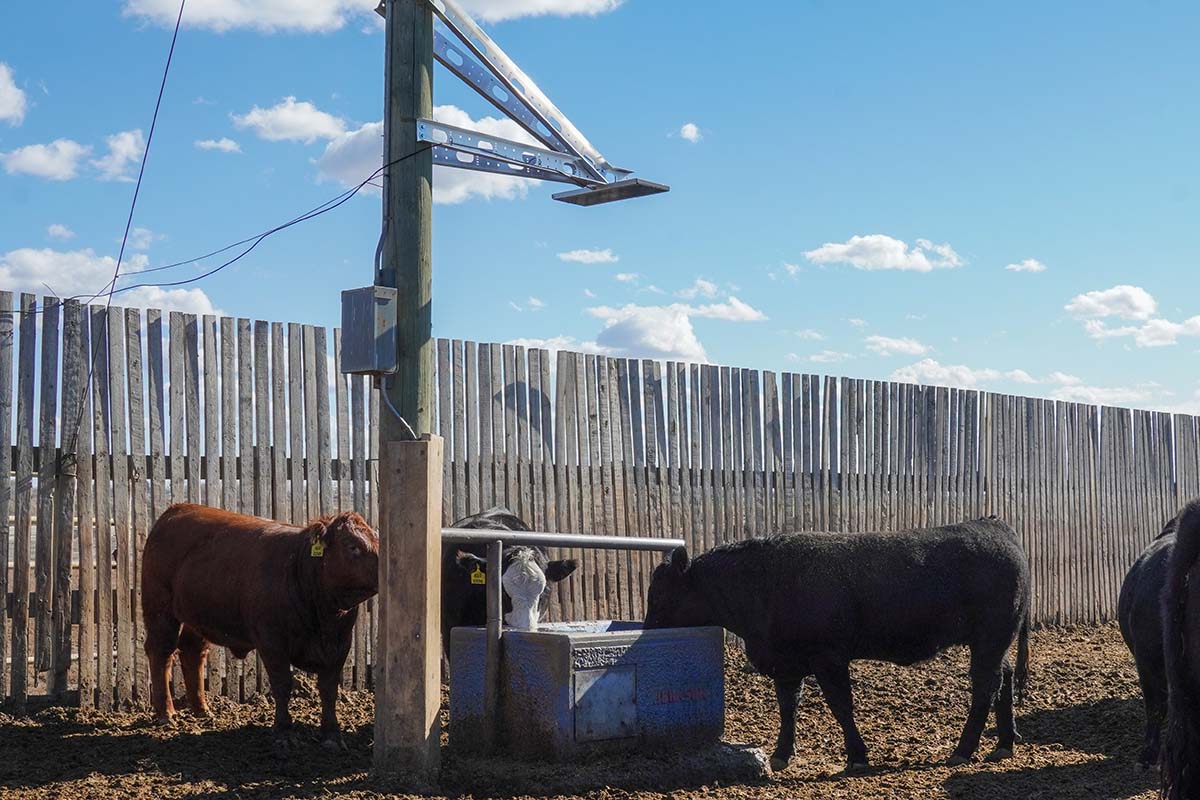 Water Consumption Drives Feedlot Performance HerdWhistle