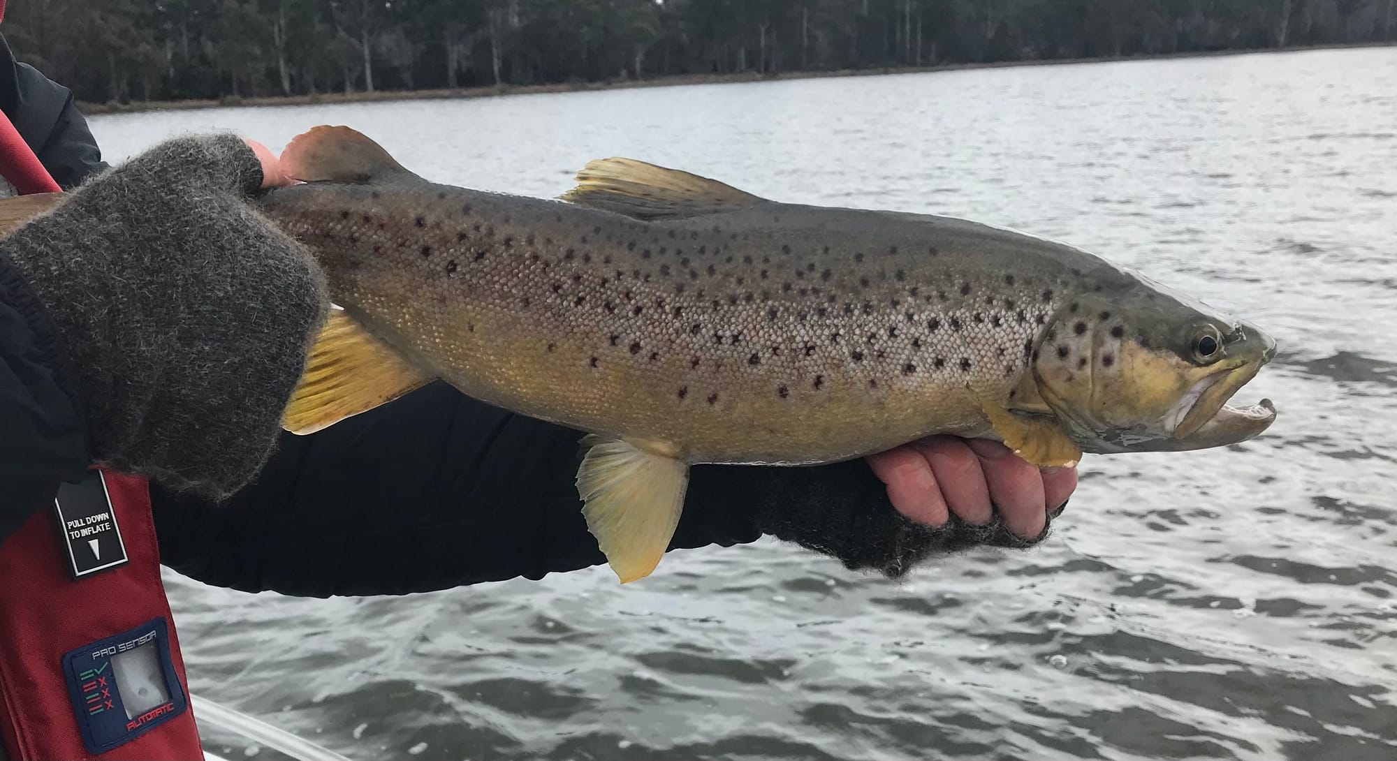 Loch Style Fly Fishing in Tasmania Trout Tales Tasmania