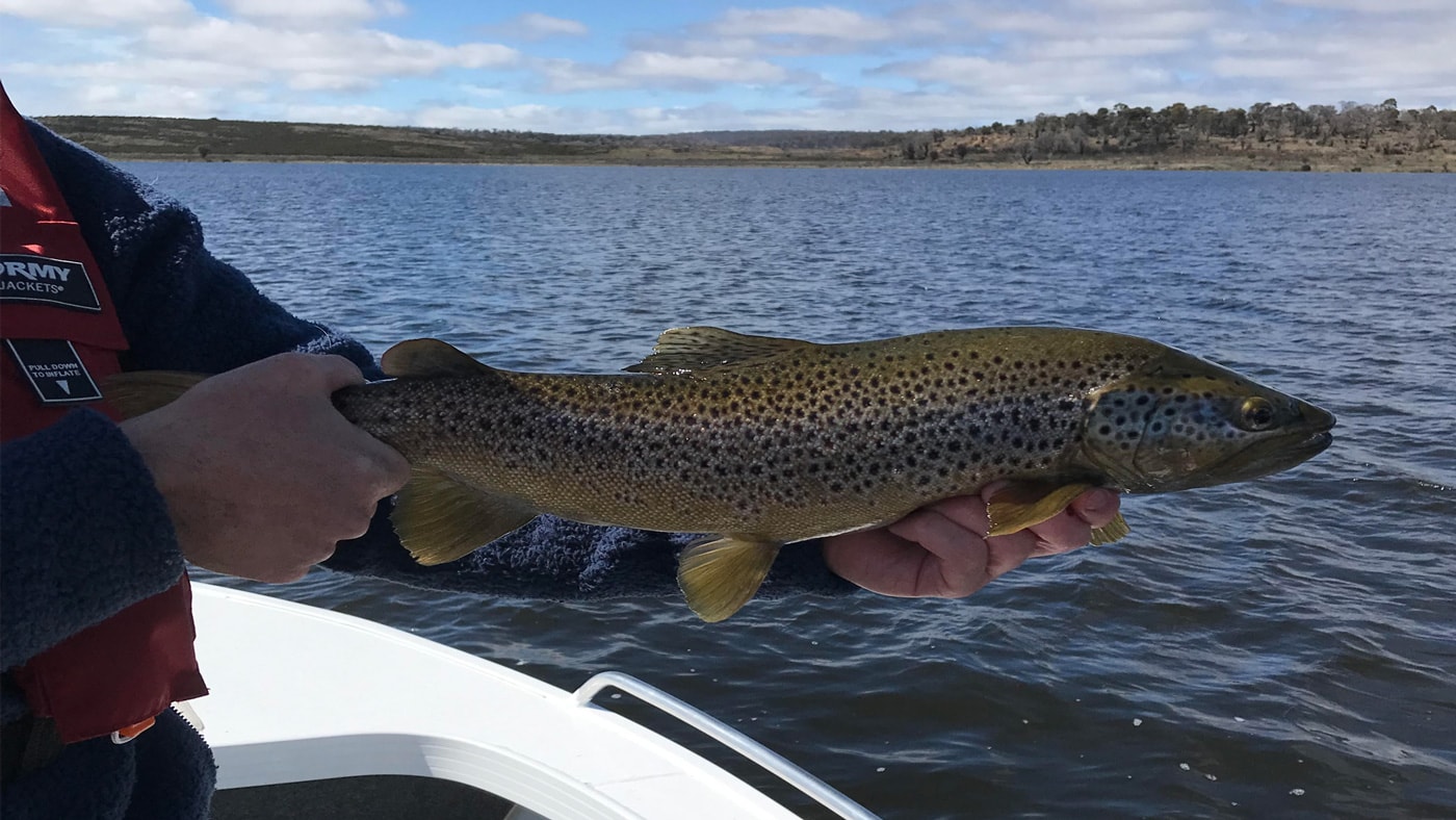 man holding brown trout while fishing at little pine lagoon tasmania