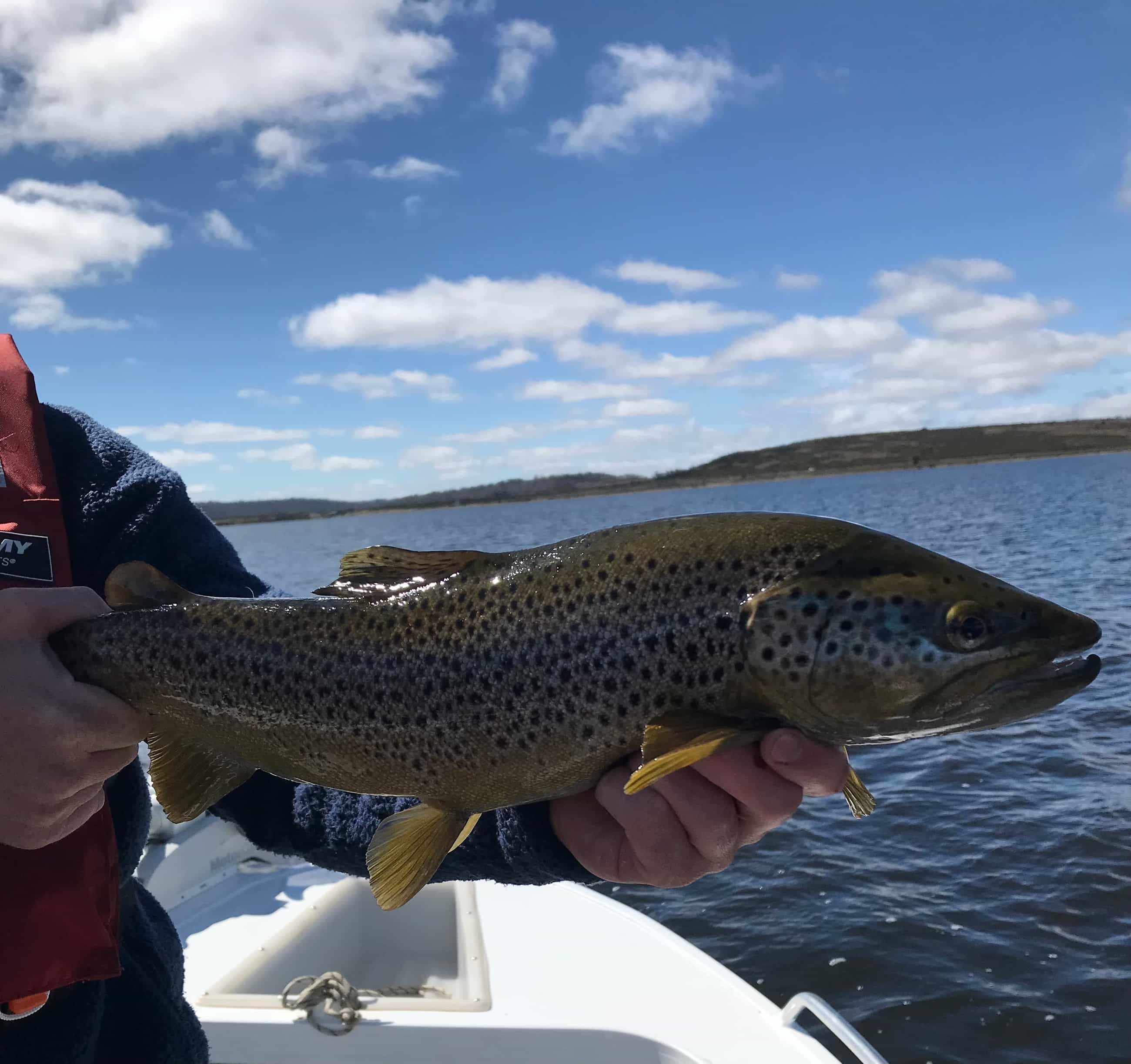 Dry Fly Fishing Tasmania Trout Tales Tasmania