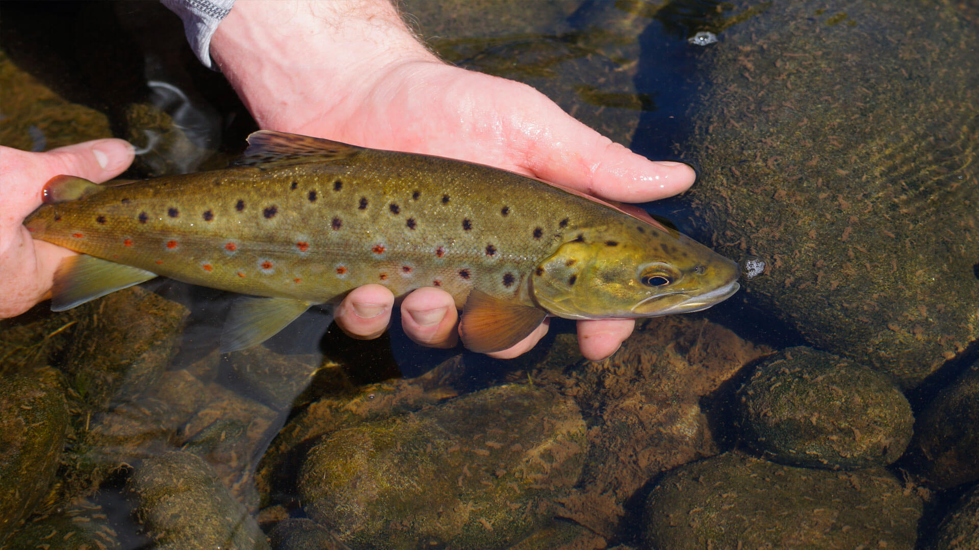 male hand holding brown trout in water
