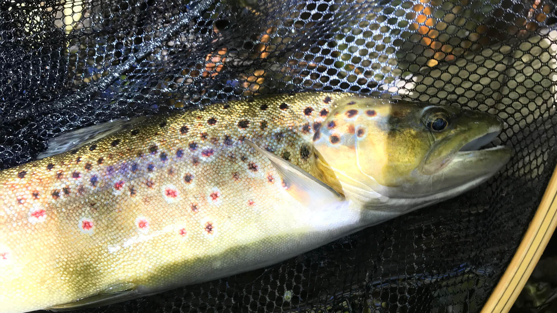 trout with spots lying in fishing net