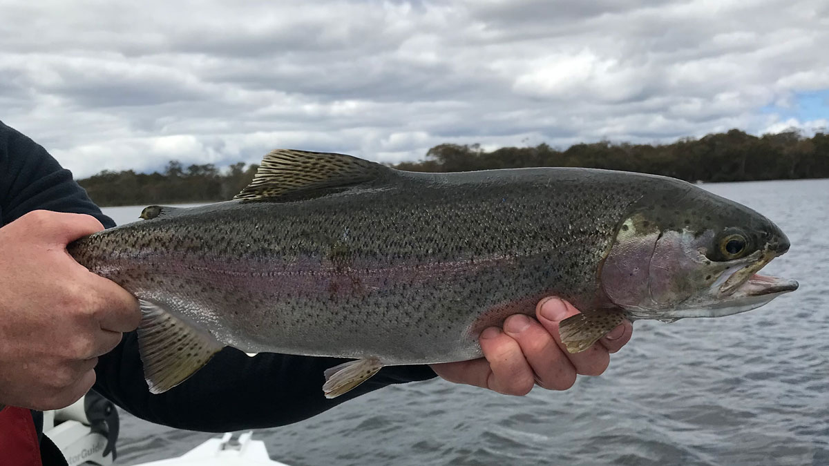 man holding brown trout in two hands