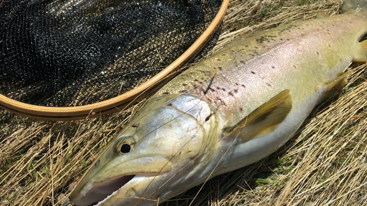 trout lying next to net after being caught in derwent river system