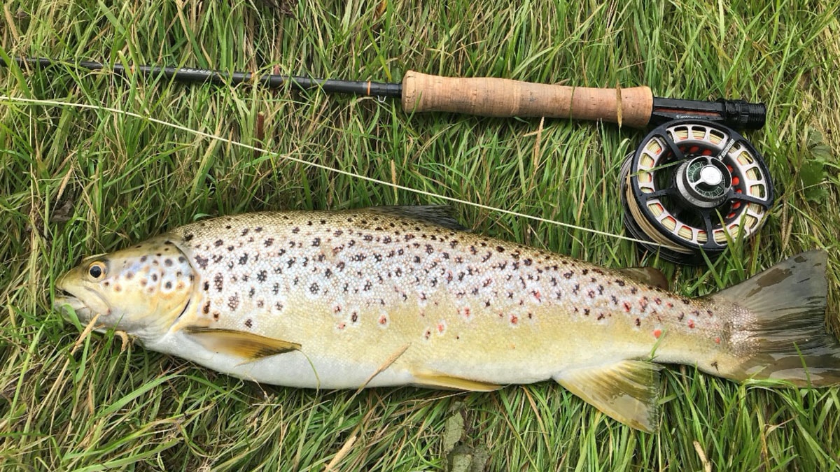 large trout lying on ground at craigbourne dam hobart fishing
