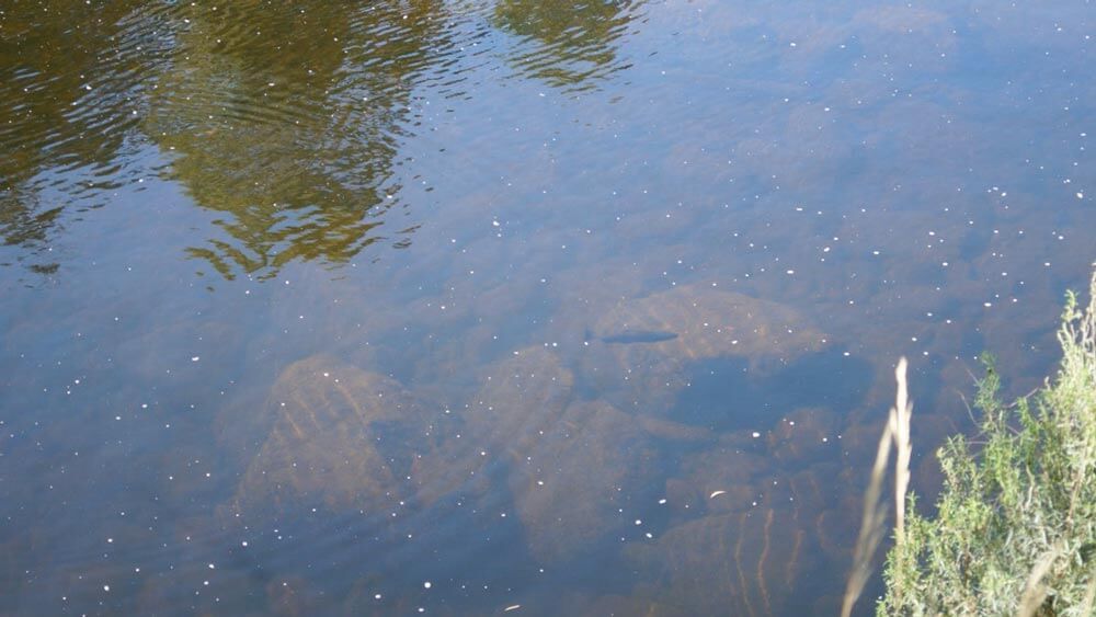 rocks submerged under water with fish at tyenna river