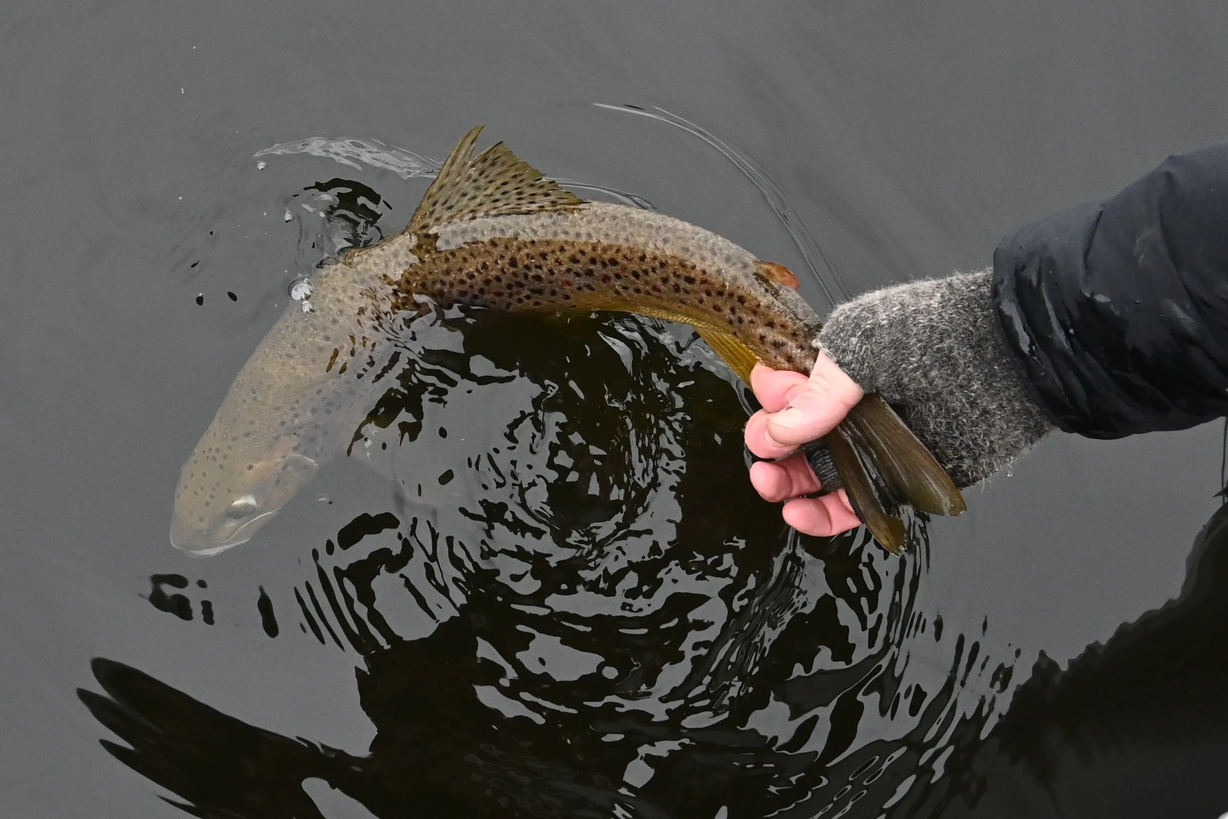The best fly techniques for trout fishing in Tasmania Trout Tales