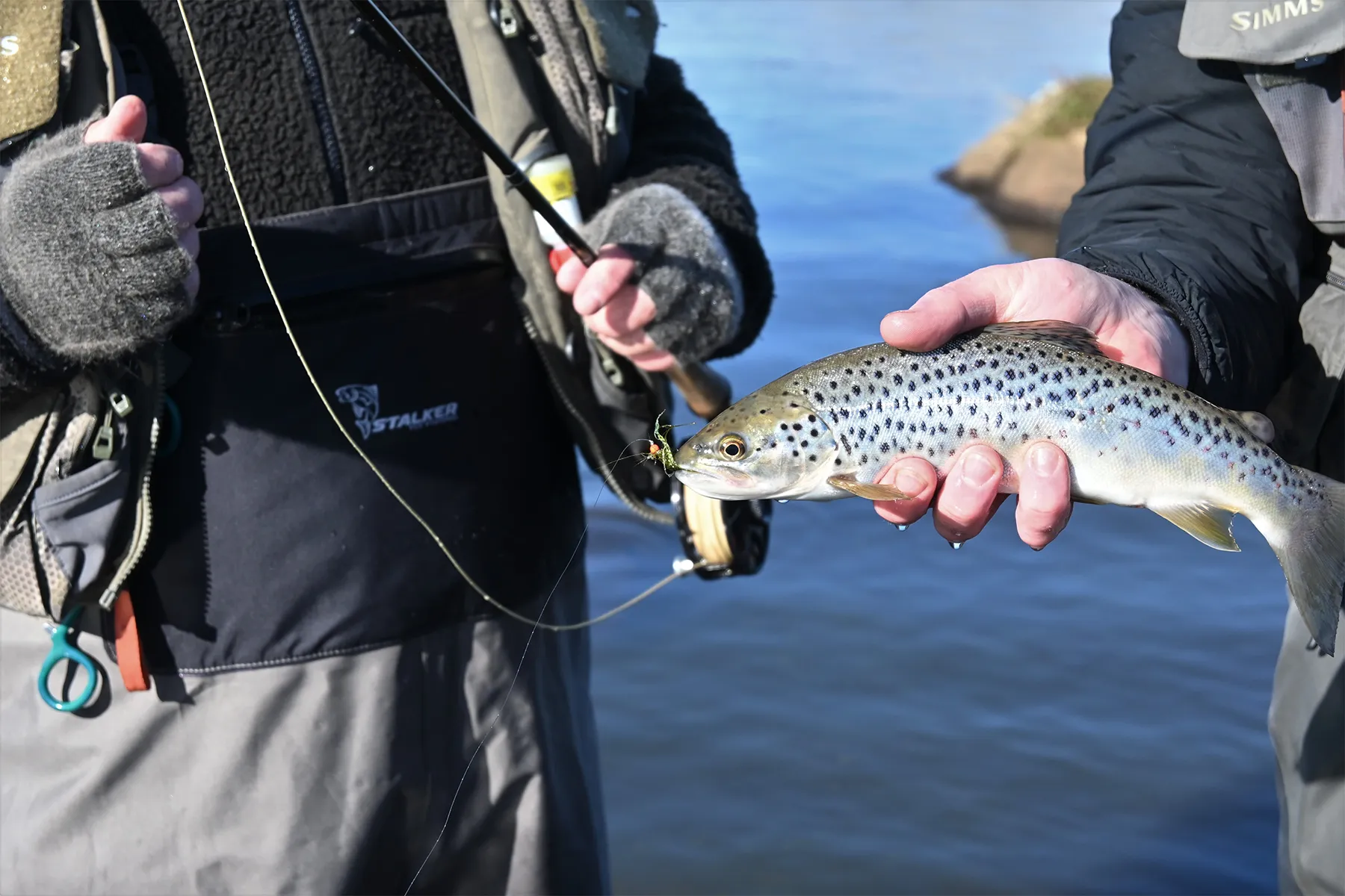 The best fly techniques for trout fishing in Tasmania Trout Tales