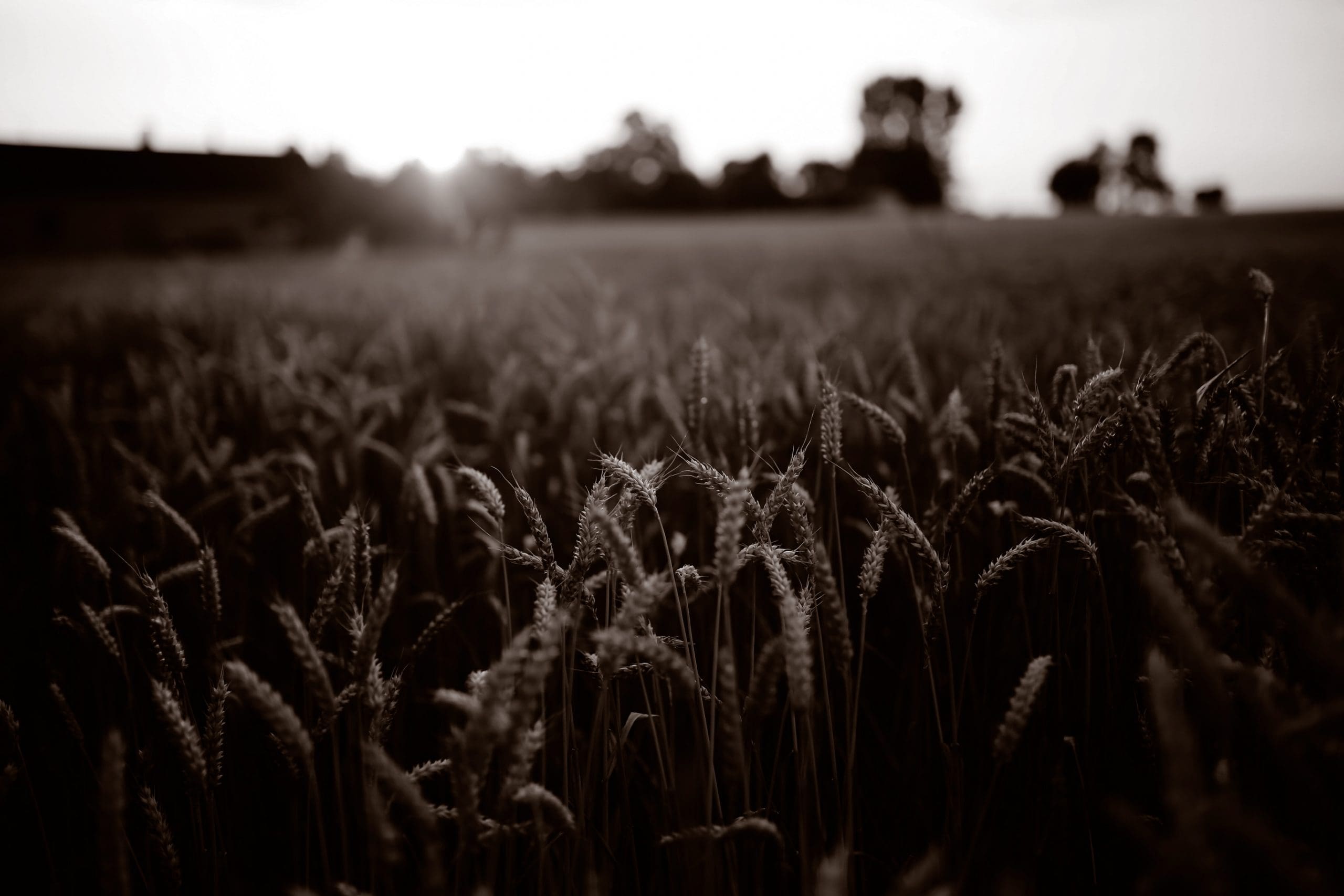 Field of wheat