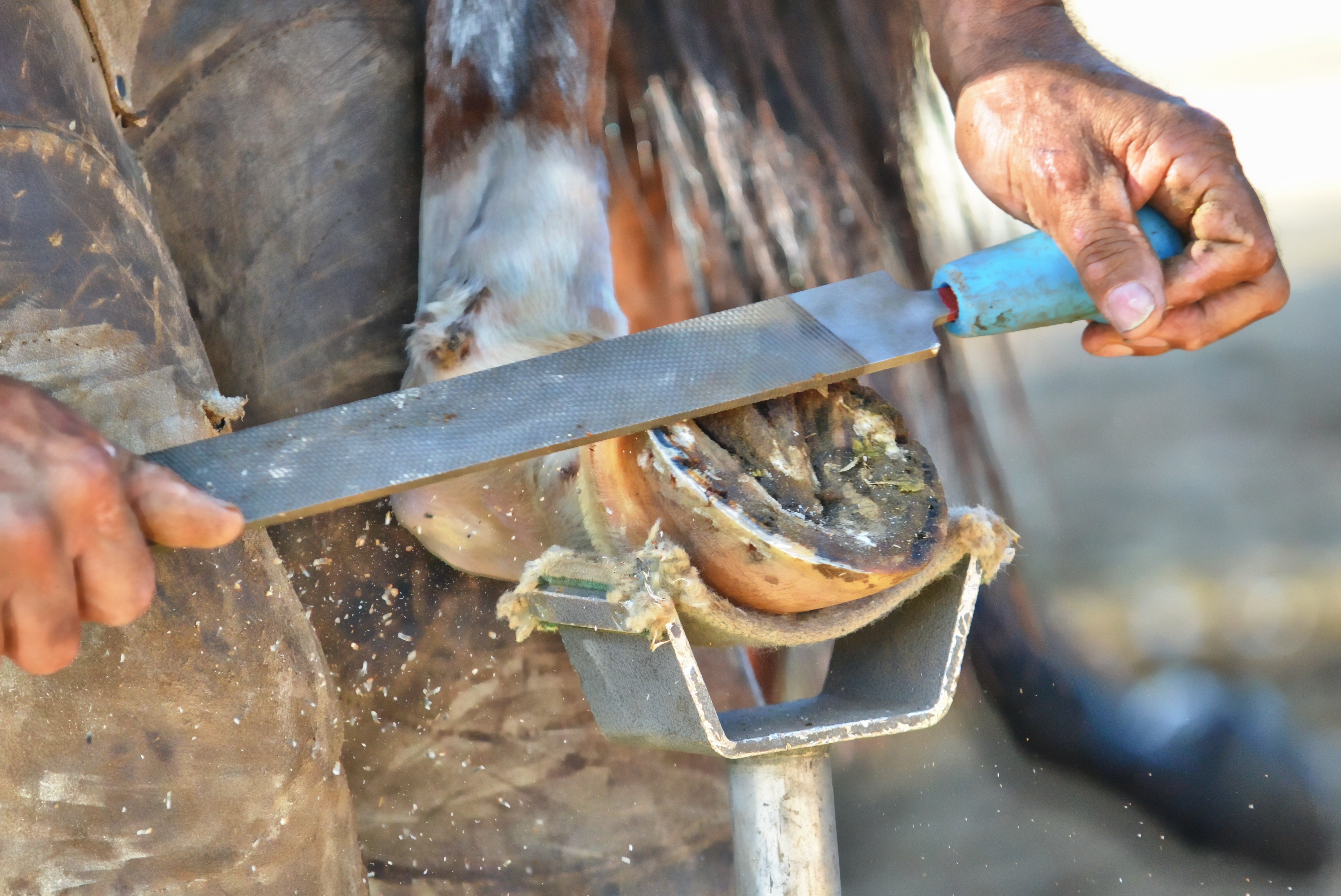 Hoof Rot/Thrush