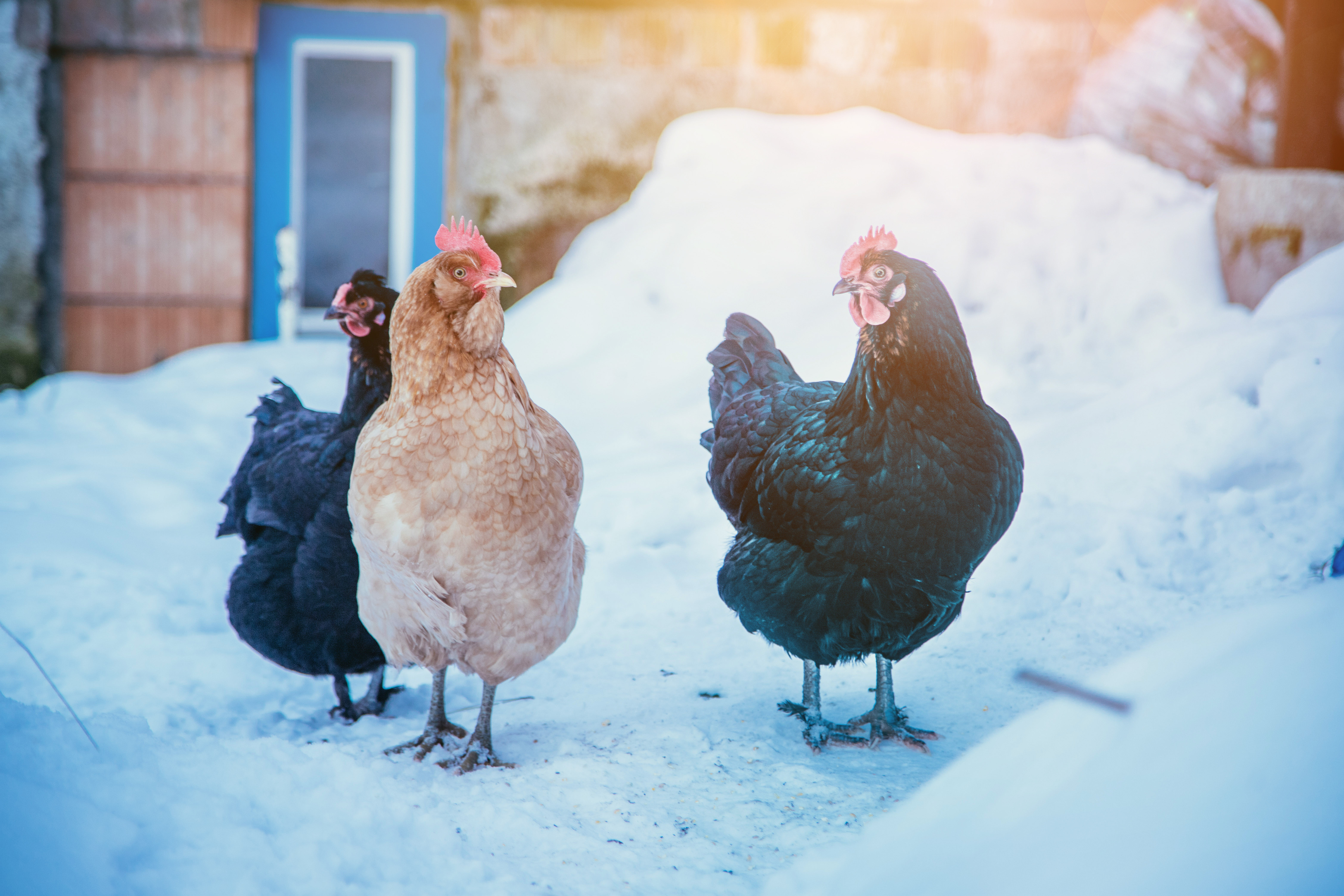 Keeping Chickens in the Winter
