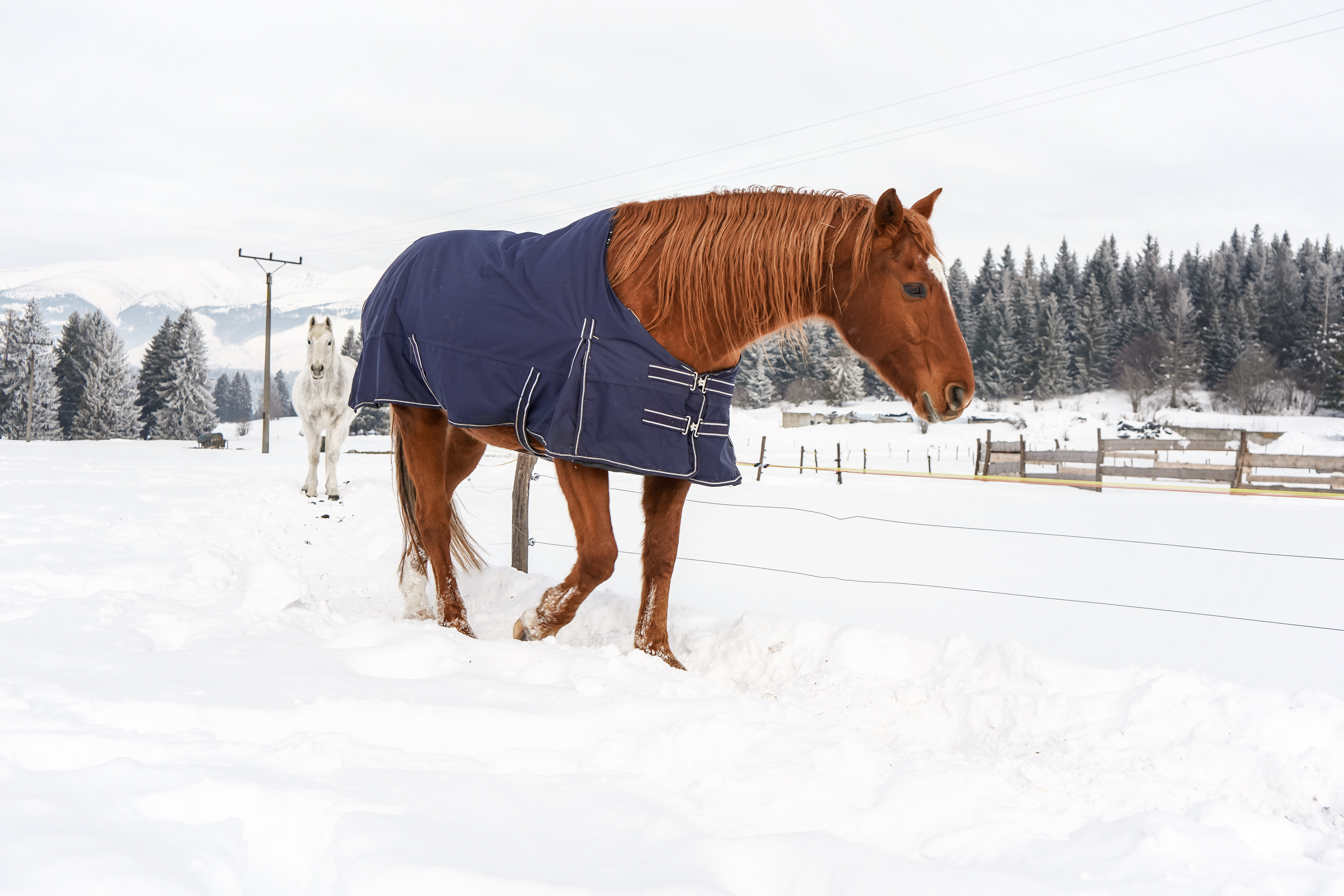 Weatherbeeta Coats and Blankets