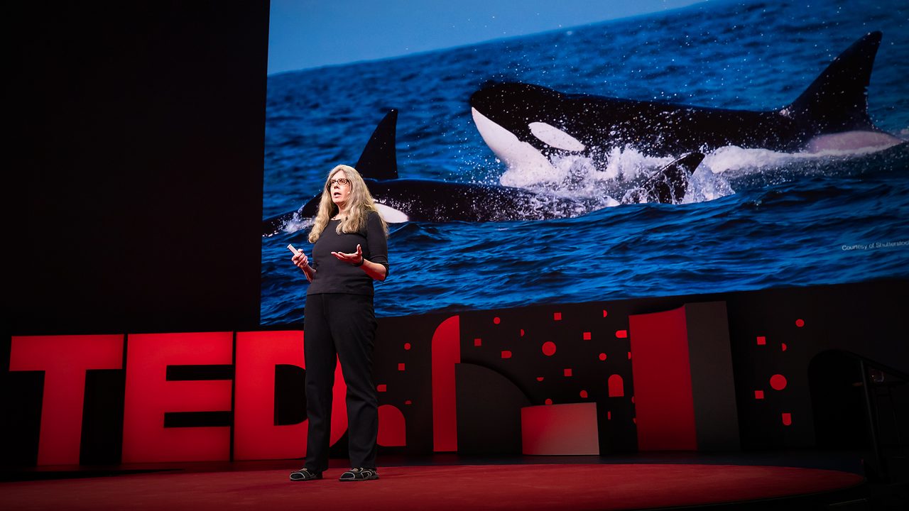 Grief and love in the animal kingdom